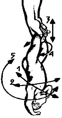 рис.47 (упражнения динамической гимнастики для детей)
